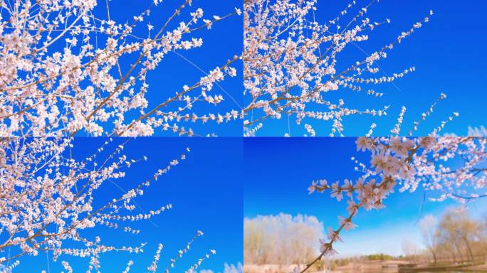 4K实拍桃花树蓝天下的桃花