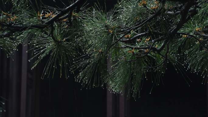 苏州园林雨中的植物
