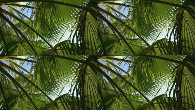 棕榈树的树枝，绿叶茂盛，微风轻拂