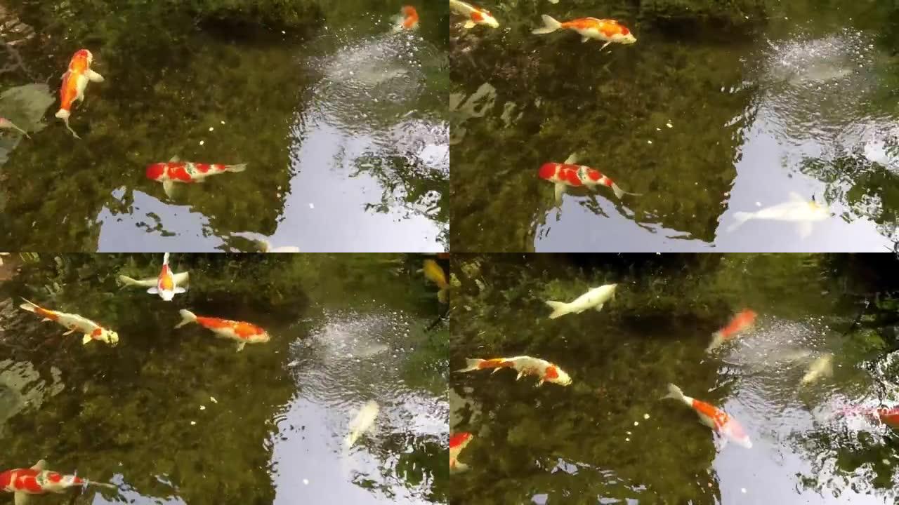 锦鲤鱼在天然池塘里，水清澈干净。