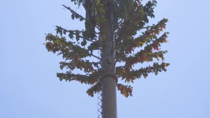 在躺着的树上平移伪装的蜂窝天线的特写镜头