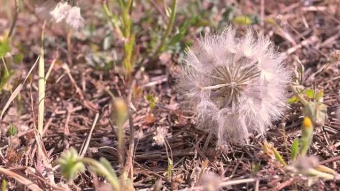 风吹起一朵蒲公英花。慢动作高清视频。