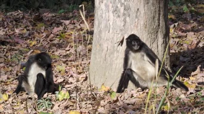 若弗鲁瓦的蜘蛛猴 (Ateles geoffroyi)，又名坐在落叶中的黑手蜘蛛猴