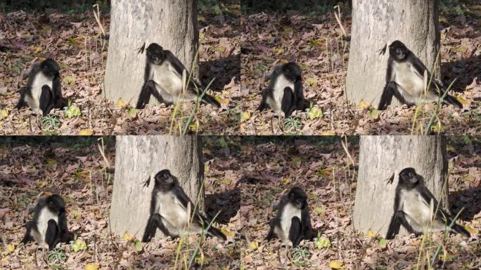 若弗鲁瓦的蜘蛛猴 (Ateles geoffroyi)，又名坐在落叶中的黑手蜘蛛猴