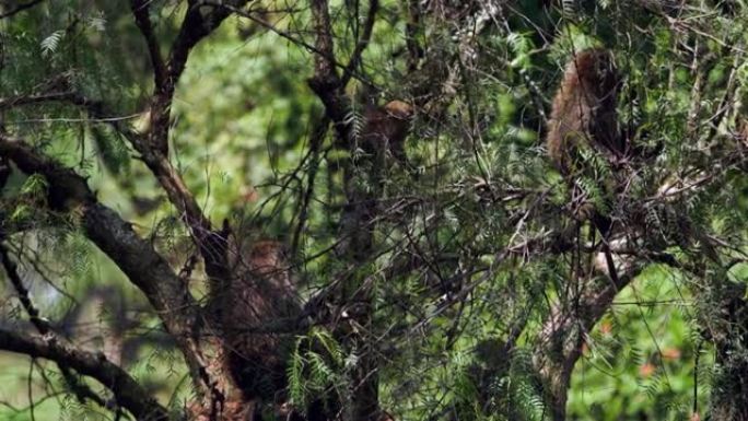 一只猴子正在穿过第二只猴子的皮毛