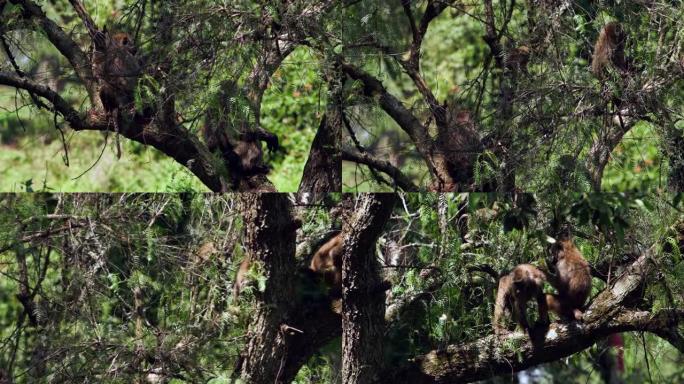 一只猴子正在穿过第二只猴子的皮毛