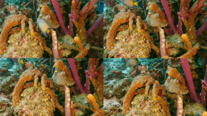 库拉索岛加勒比海珊瑚礁中的皇后神仙鱼
