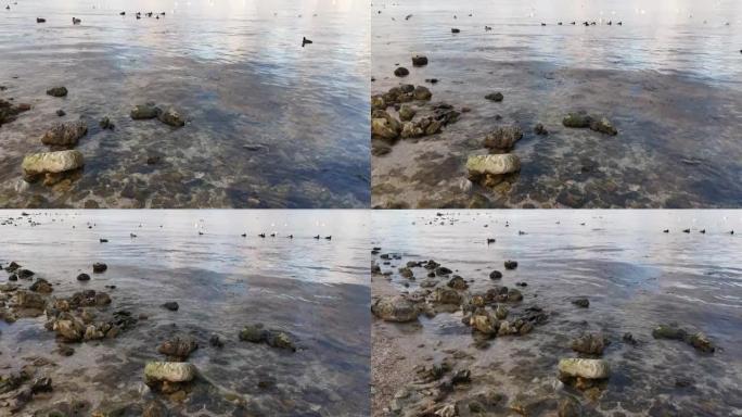 海鸥鸭子在水中游泳。