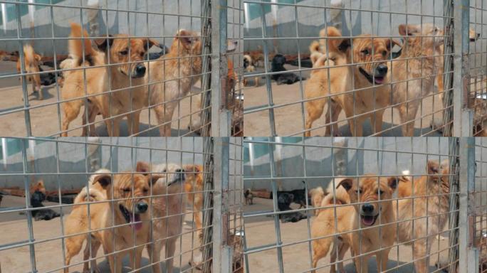 悲伤的狗在篱笆后面的庇护所中等待被救出并被收养到新家。动物庇护所概念