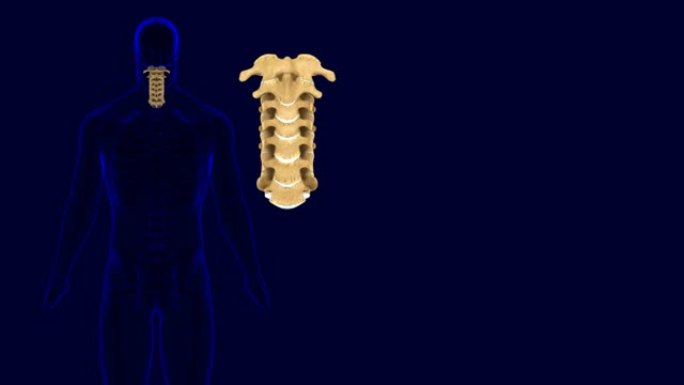 人体骨骼脊柱颈椎解剖三维插图