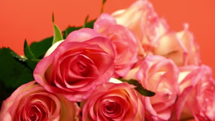新鲜美味的粉红玫瑰花束的特写镜头在明亮的橙色背景上旋转。宏旋转姿势。花束的交付。选择性聚焦，浅景深