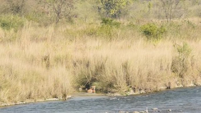 野生皇家孟加拉虎在吉姆·科贝特国家公园迪卡拉区的拉姆甘加河岸边休息或印度乌塔拉坎德邦老虎保护区-pa