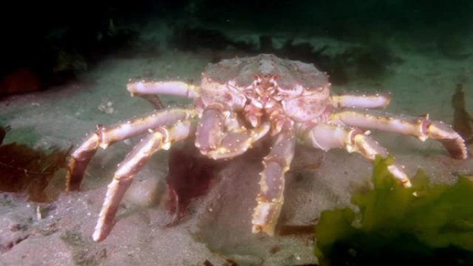 在巴伦支海上寻找食物的巨型帝王蟹。