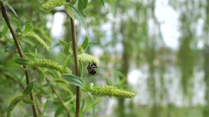 巴比伦垂柳柳絮上的蜜蜂