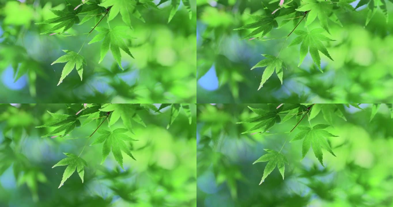 阳光下的新鲜绿树清新绿叶夏季