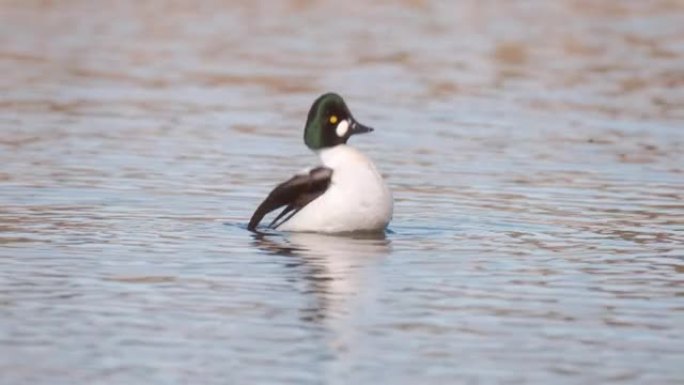 普通黄金眼 (Bucephala clangula) 的特写