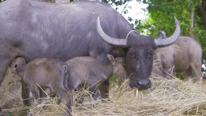 刚出生的小牛犊。农场里的泰国水牛。农业中的动物。