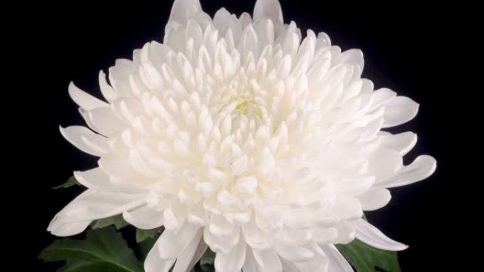 美丽的白菊花开花朵盛开白色花朵