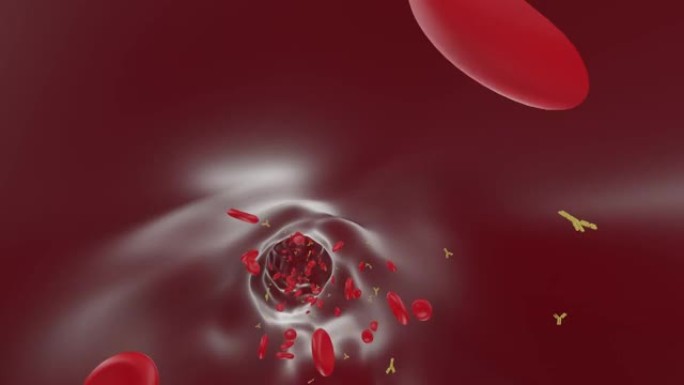 血管: 具有抗体的红细胞