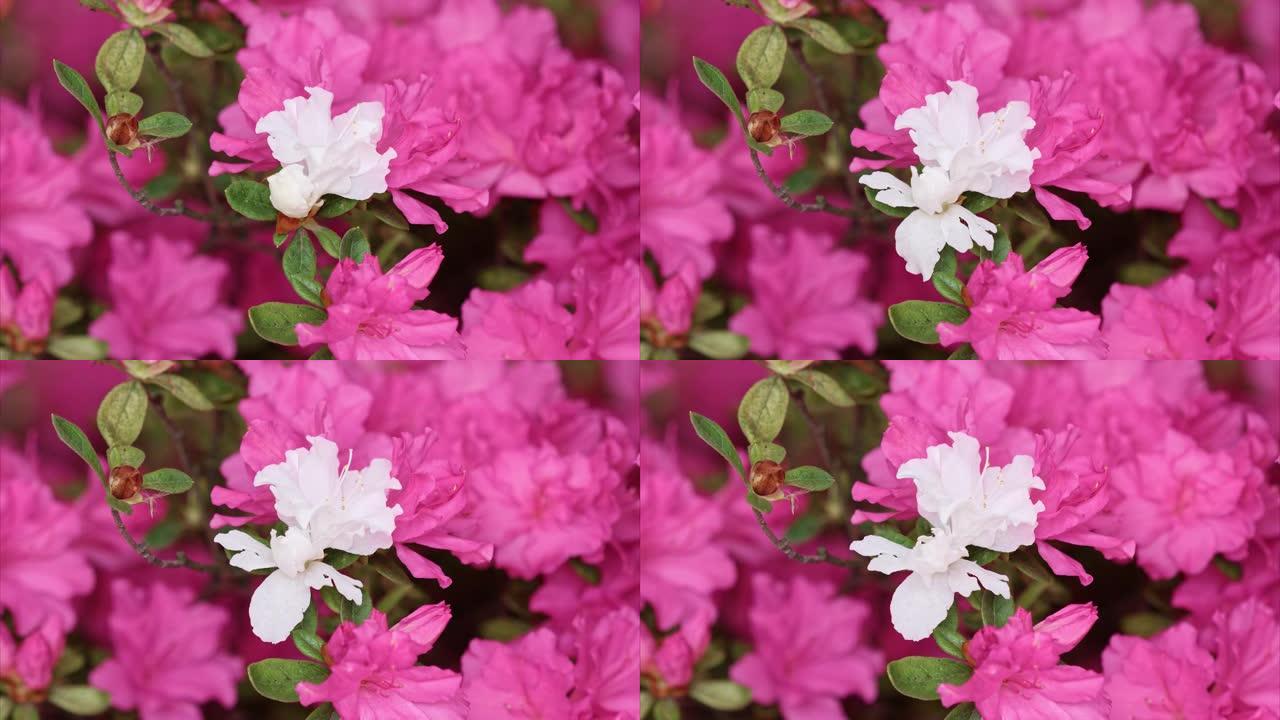 粉红色花朵中盛开的白色杜鹃simsii Planch花 (印度Azale或Sims's Azalea