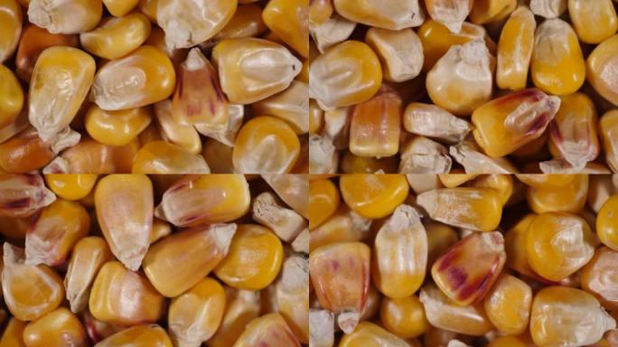 干玉米粒纹理背景特写。特写生玉米种子。转基因玉米粒玉米宏观镜头。有机健康食品。宏观视图黄粒玉米背景食
