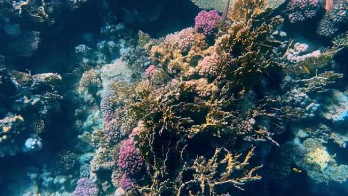 红海美丽的珊瑚礁和鱼类