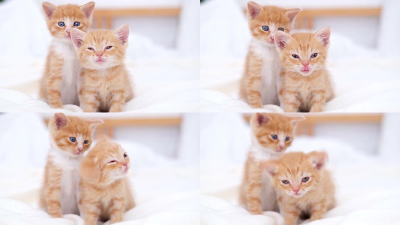 4k肖像两只条纹红色姜小猫醒来，打哈欠和伸展。小猫看着相机。快乐可爱的猫宠物的概念。慢动作