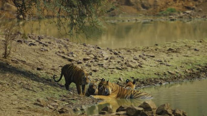 孟加拉虎的雄性雌性和幼崽在慢动作的水池中放松