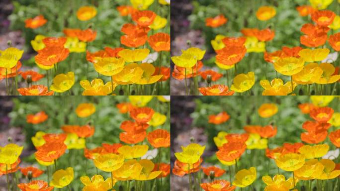 五颜六色美丽的新鲜罂粟花