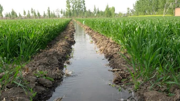 春季灌溉小麦幼苗。