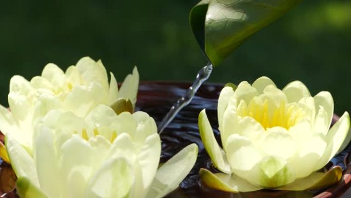 绿色水合花中的水落在黄莲水合花附近