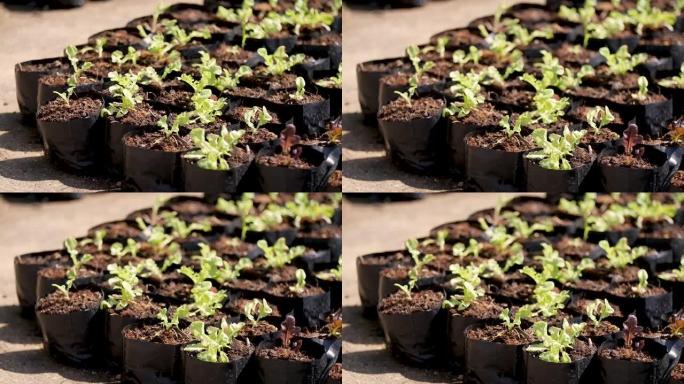 温室在封闭系统中培育番茄幼苗。