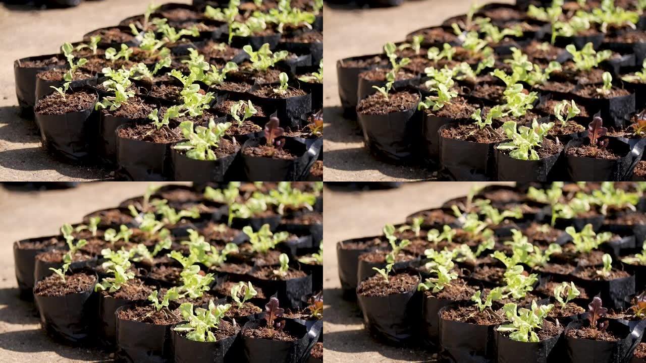 温室在封闭系统中培育番茄幼苗。