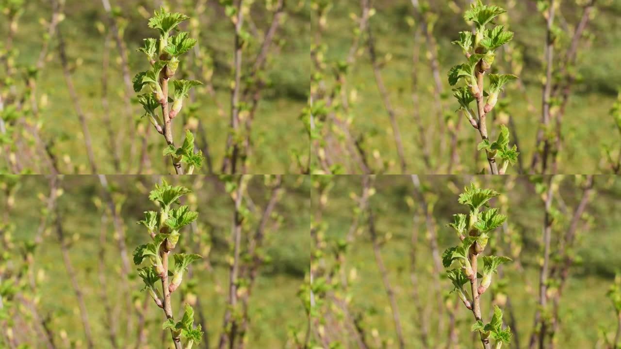 醋栗灌木的绿叶在风中摇曳。美丽的新鲜嫩叶春醋栗灌木生长在户外阳光明媚的花园。黑莓的嫩芽在春天盛开。