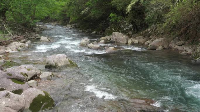 原始森林清澈溪涧流水