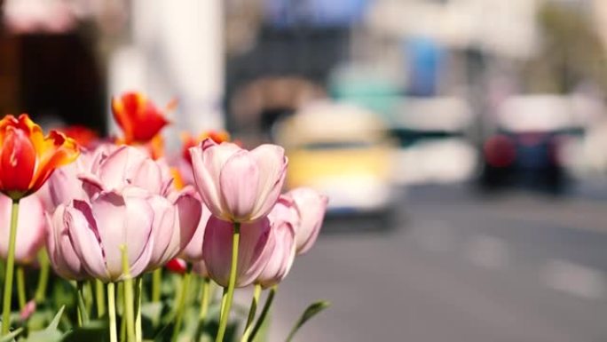 五颜六色的郁金香花在风中摇摆，在上海城市背景中模糊驾驶的汽车，4k慢动作镜头。