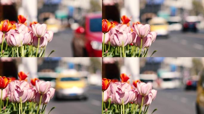 五颜六色的郁金香花在风中摇摆，在上海城市背景中模糊驾驶的汽车，4k慢动作镜头。