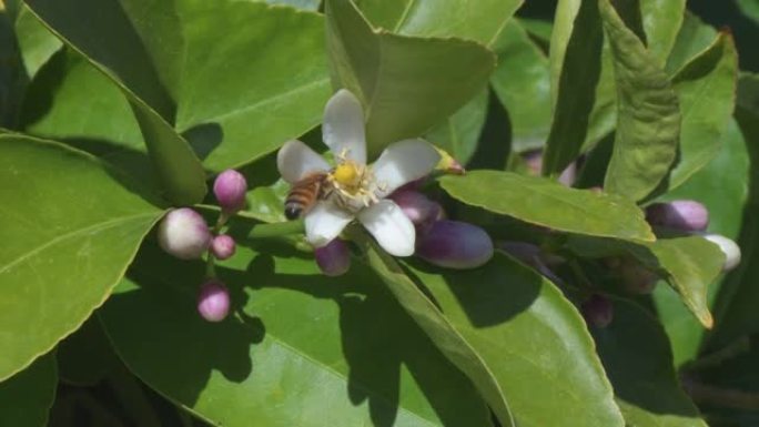 蜜蜂吃柠檬花中的蚜虫