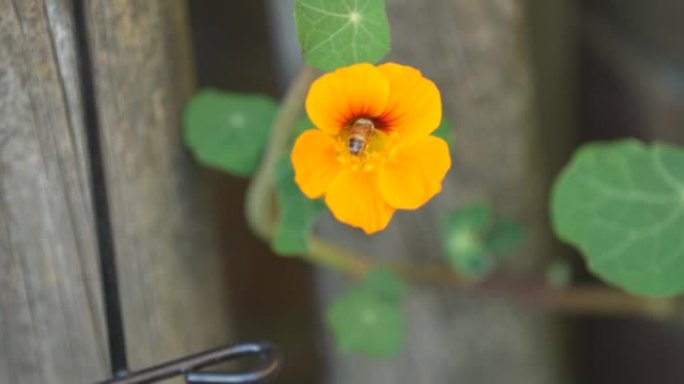 橙色花与蜜蜂收集花粉