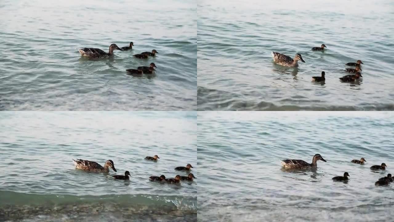 棕色鸭子的家庭，有小孩的母亲