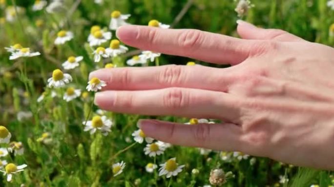 特写女人的手触摸洋甘菊花和绿草。