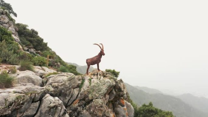La Concha山腰上的山羊无人机