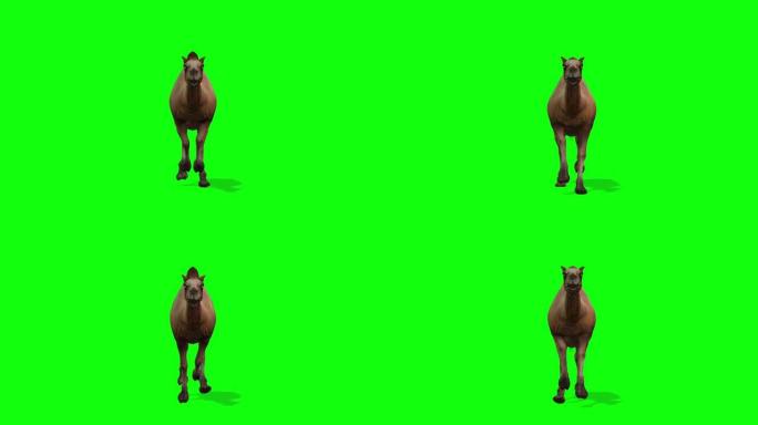 骆驼跑步，前视图无缝循环，绿屏Chromakey