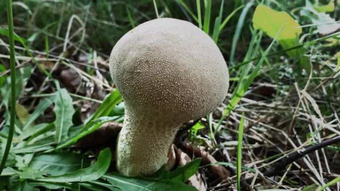 Lycoperdon或马勃蘑菇特写镜头，在欧洲，波兰的森林中拍摄。