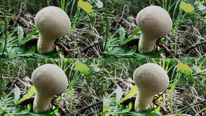 Lycoperdon或马勃蘑菇特写镜头，在欧洲，波兰的森林中拍摄。