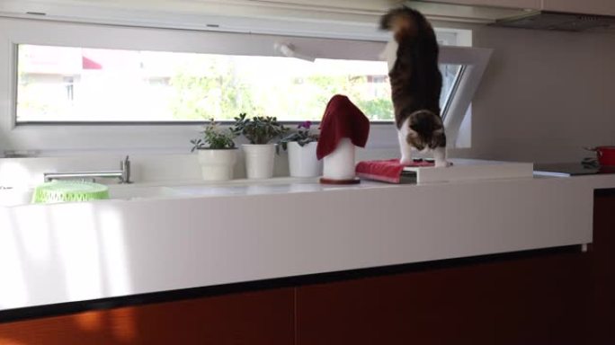 猫在厨房柜台上徘徊