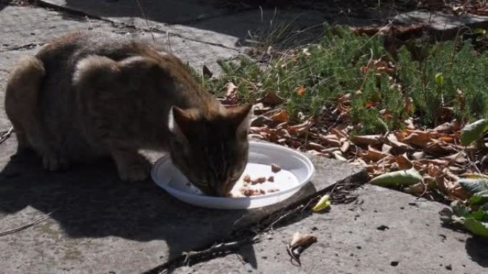 虎斑猫吃白色塑料板的食物然后逃跑