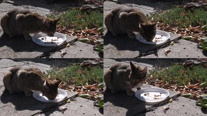 虎斑猫吃白色塑料板的食物然后逃跑