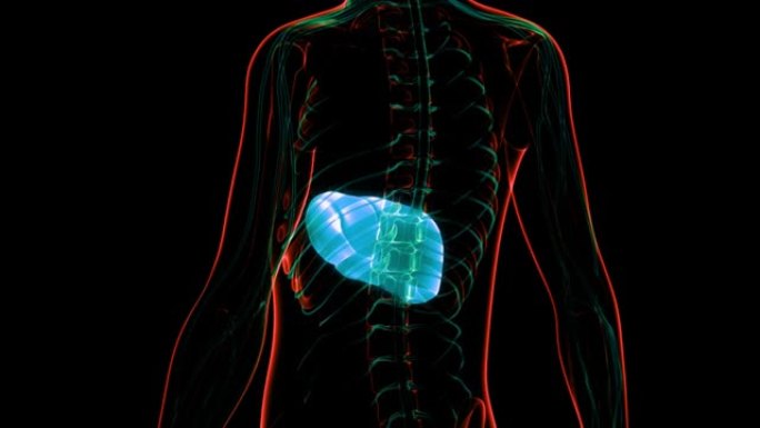 人体内消化器官肝脏解剖动画概念