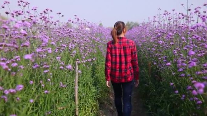 4k亚洲妇女走在紫色雏菊花中，春天。